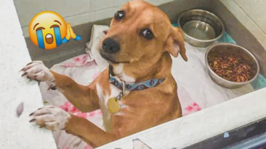 کلیپ حیوانات ؛ سگ بامزه ، گربه...