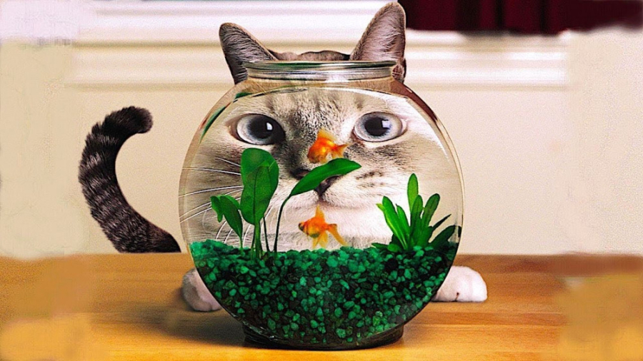 کلیپ خنده دار گربه و حیوانات خ...