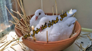 بهترین فصل برای جوجه کشی کبوتر...