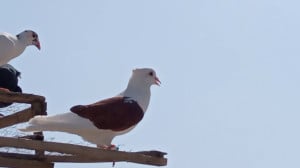 علت له له کردن کبوتر چیست