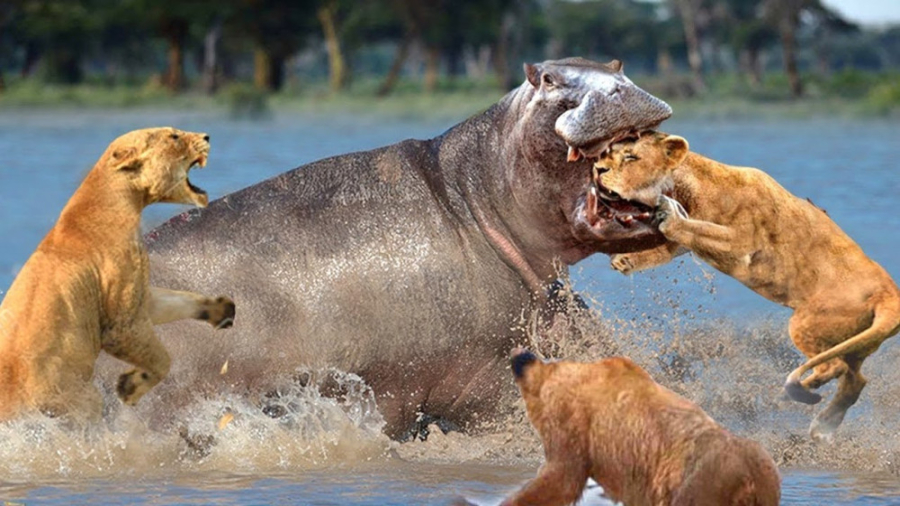 مستند حیوانات وحشی  اسب آبی به...