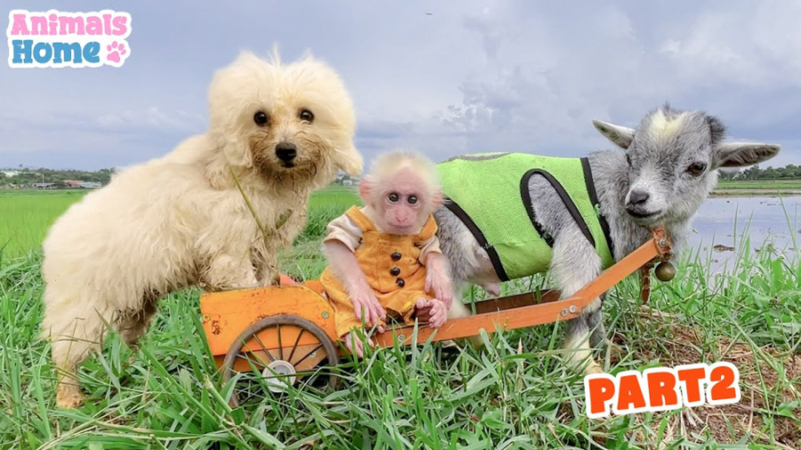 میمون کوچولو  بچه میمون بازیگو...