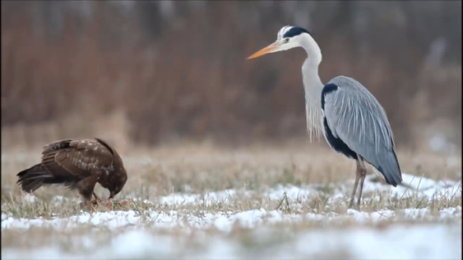 نبرد عقاب و لک لک ها | جنگ حیو...