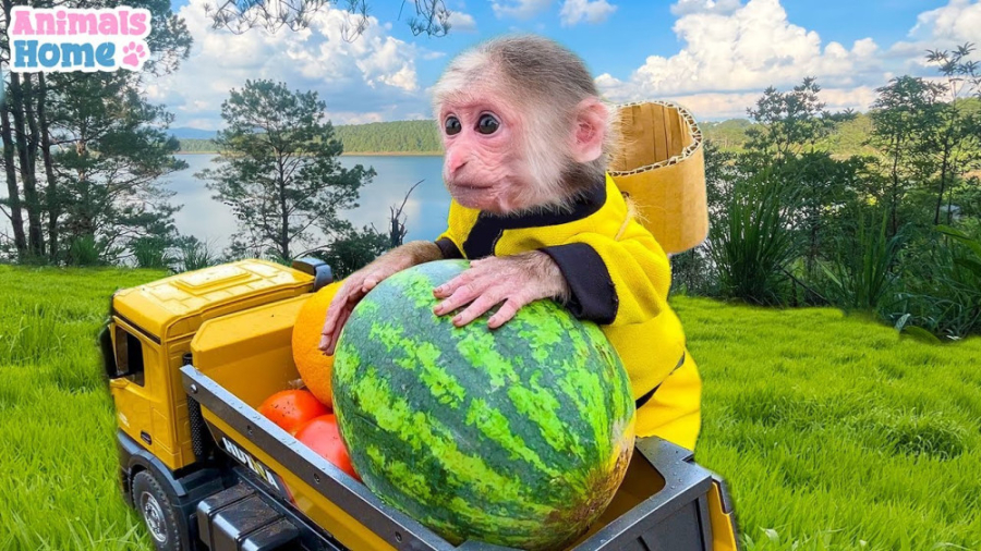 برنامه کودک میمون کوچولو تهیه...