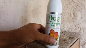نحوه از بین بردن مگس کبوترا و...