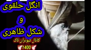انگل حلقوی کبوتر وشکل ظاهری آن