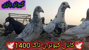 کبوتر بازی یا همون چاشنی بازی...