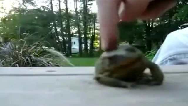 محبت به قورباغه و شاد کردن قلب...