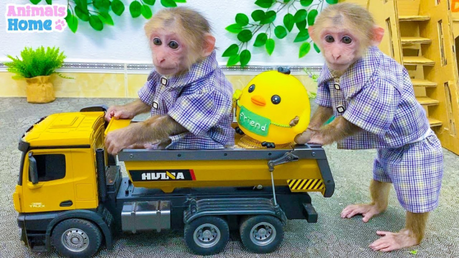 حیوانات بامزه  میمون کوچولو و...