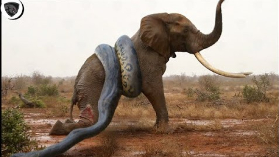 مجموعه مستند های جذاب حیات وحش...