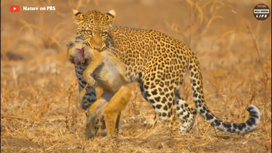 نبرد حیوانات وحشی  شکار بابون...