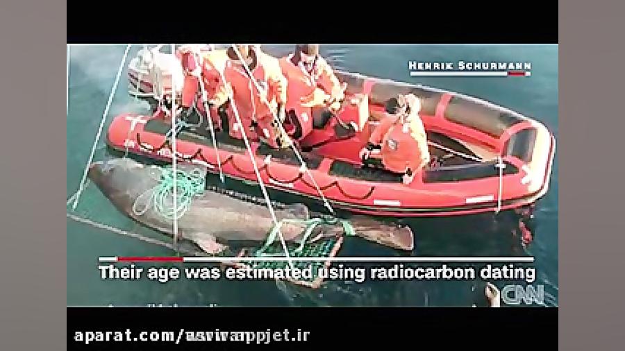 این کوسه کهنسال ترین مهره دار...