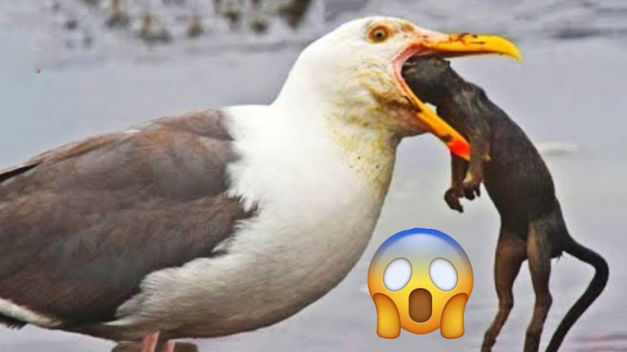 مستند حیات وحش  وقتی مرغ های د...