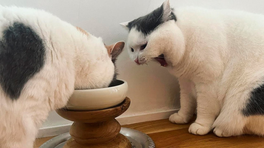 طنز حیوانات ، کلیپ خنده دار گر...