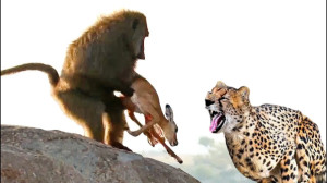 مستند حیوانات وحشی  حمله ببر ب...