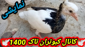 نمایشی از4عدد جوجه کبوترای که...