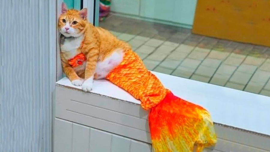 کلیپ خنده دار حیوانات خانگی ،...