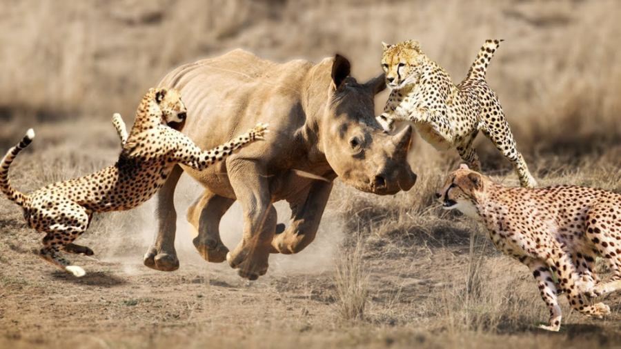 آیا سه یوزپلنگ می توانند به مب...