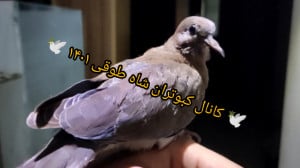 غریب گیری متفاوت یا مهمان ناخو...