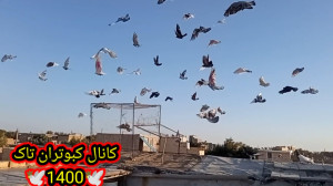 نمایشی از همه کفترا پرشی تهران...