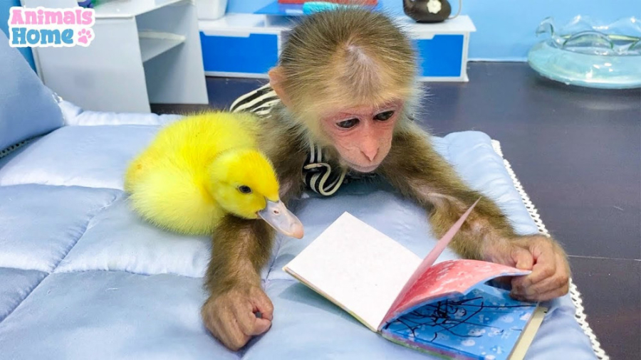 برنامه کودک میمون کوچولو پرستا...