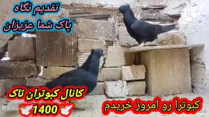 نمایشی از کبوترای جدید چپ زرد...