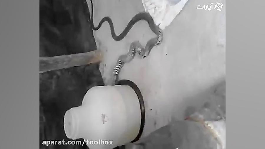 فیلم خوردن مار توسط مار دیگر د...