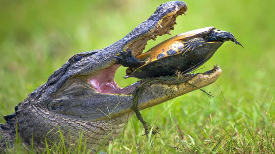 دنیای حیوانات وحشی  جنگ دیدنی...