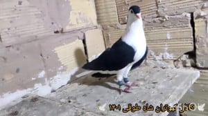 علت و درمان کت گرفتی کبوتر