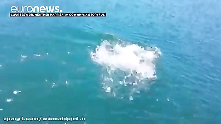 نجات یک توله سمور دریایی و رسا...