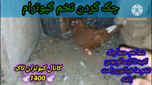 تخم کبوتر ونحوه مطمئن شدن از س...