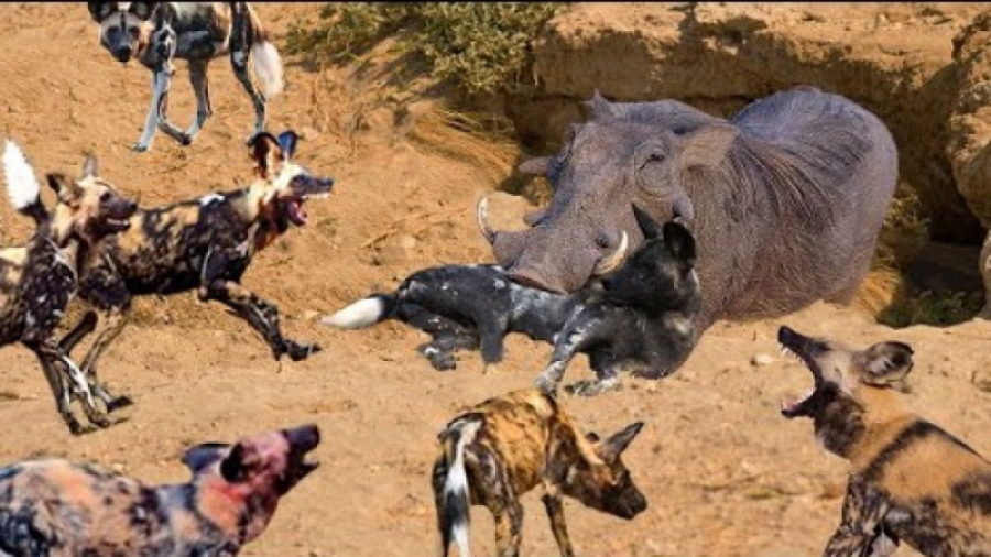 مستند حیات وحش  فیلمبرداری از...