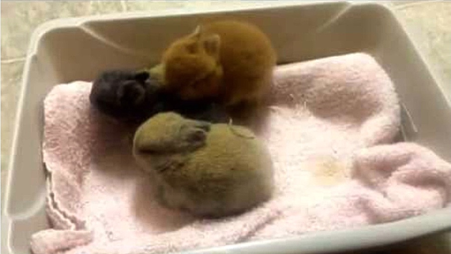 بچه خرگوشهای کیوت انگوره ، خرگ...