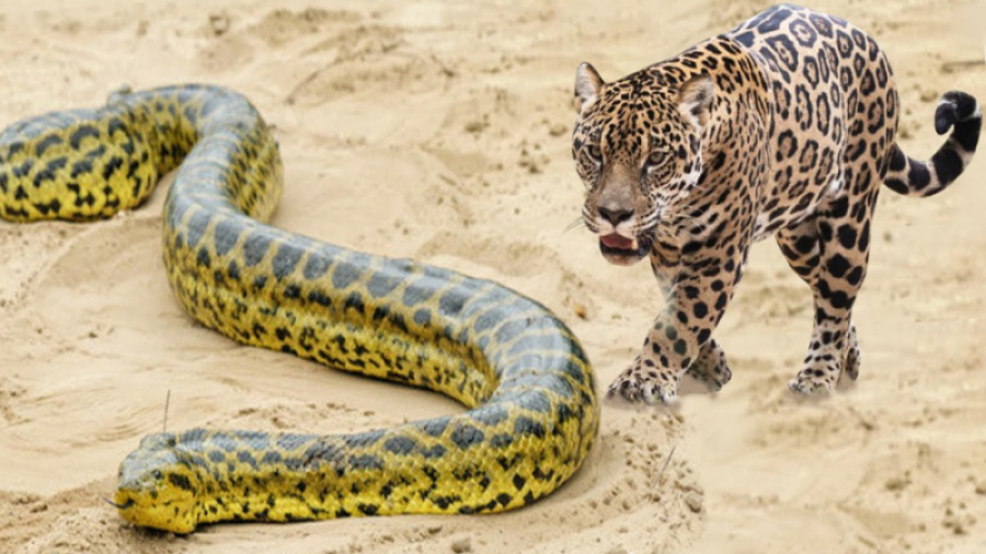 حیوانات وحشی  نبرد جگوار با ما...