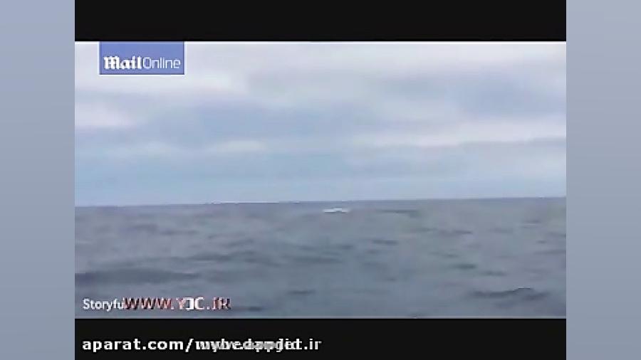 پرواز کوسه در هوا لحظه ای که م...