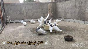 پاسخ به چند درخواست شما کبوتر...
