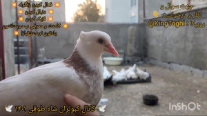 بیرون آوردن جوجه کبوتر