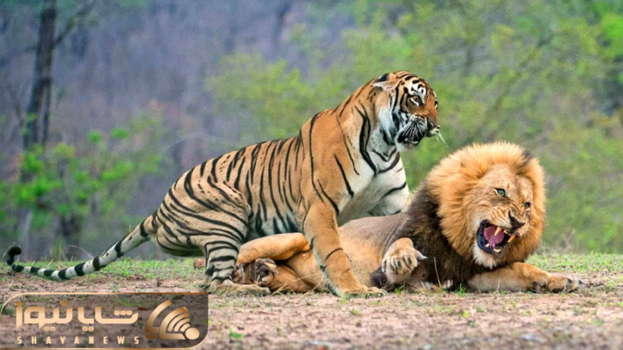 لحظات جذاب حیات وحش  نبرد دلخر...