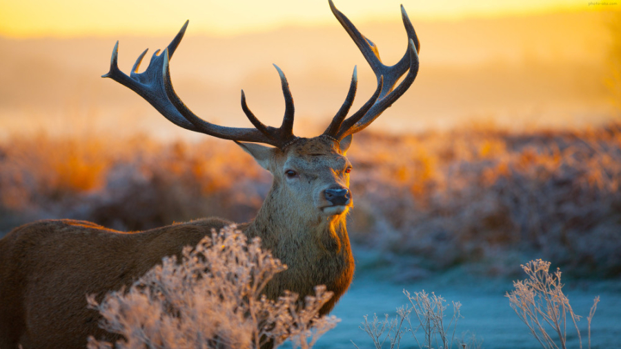 کلیپ حیوانات حیات وحش  مبارزه...