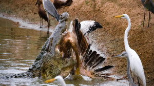 نبرد دایناسورها: کروک ها در مق...