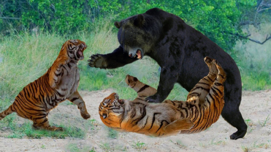 حیوانات وحشی  مستند زیبا از نب...