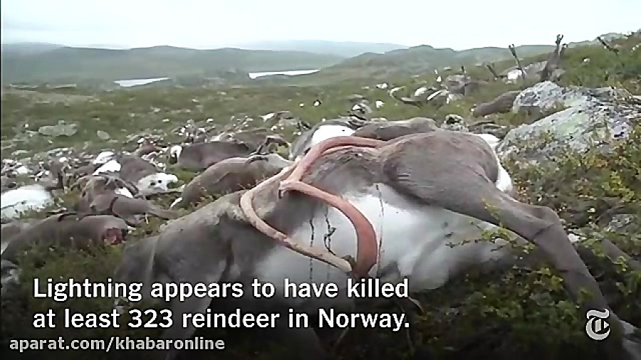 مرگ دسته جمعی 300 گوزن در نروژ