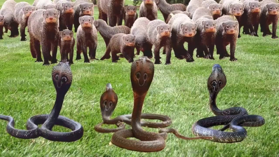 حیوانات وحشی  حیات وحش، نبرد ه...