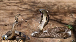 کلیپ دیدنی حیات وحش  سمپاشی تر...