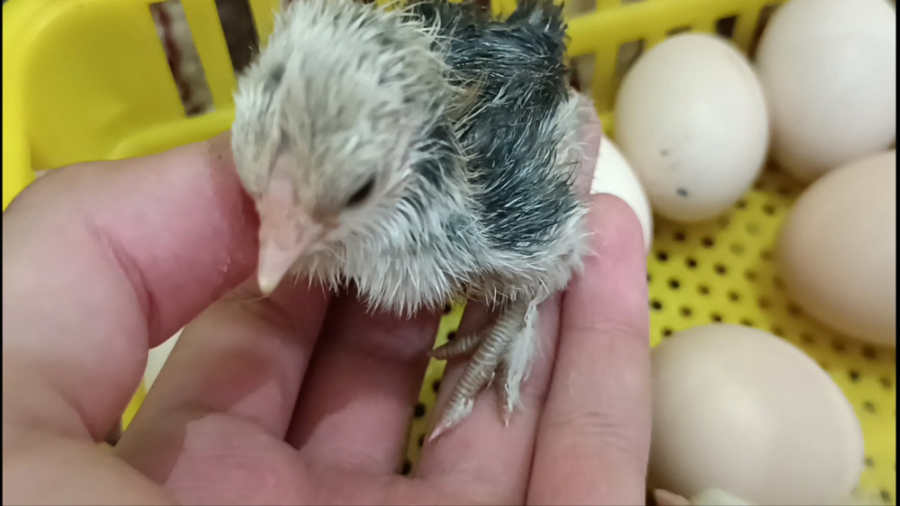 لحظه های بیرون اومدن جوجه از ت...