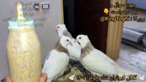 راحت ترین روش غذا دادن ب جوجه...