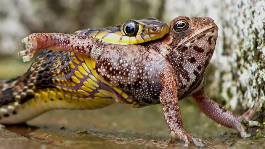 مستند حیوانات وحشی  8تا از بهت...