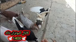 نمایشی از کبوتر جوجه هام و دوت...