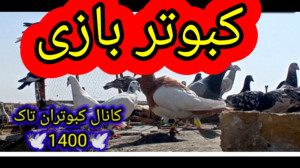 کبوتر بازی (پریدن کبوترام دور...