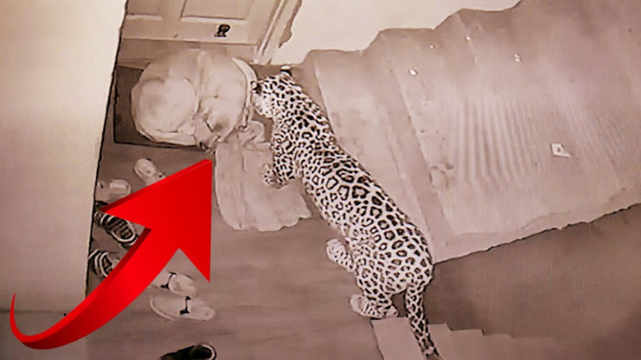 نبرد حیوانات وحشی در محل زندگی...